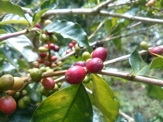 So müssen die Kirschen aussehen, wenn sie gepflückt werden
Ìgy néznek ki a szedésre érett kávébabok