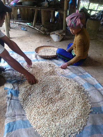 Die zerstoßenen Kaffeekirschen werden getrocknet und erneut zerstoßen um die letzten Reste des Fruchtfleischs zu lösen...
A megtört és mosott Kávébabokat kiszárítják és mégegyszer megtörik hogy az utolsó rétegek is lekerüljenek a kávébabról