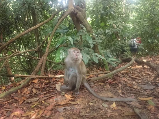 Außer Organg-Utans begegnen wir noch einigen anderen Tieren: 
Makaken,
Orang Utanokon kívül Makákók is akadnak