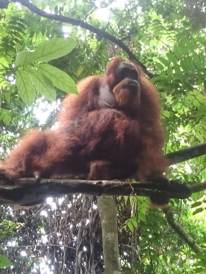 Der erste Orang-Utan dem wir begegnen - total faszinierend!
Az első Orang Utan akivel találkozunk -lenyűgöző