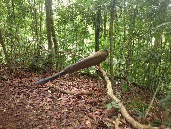 einer Art Pfau,
Meg valami pávaféle