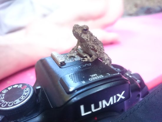 einem fotogenen Frosch,
Fotogén varangy