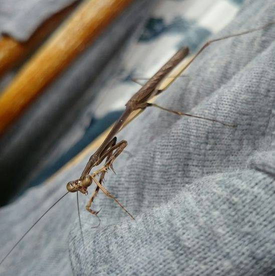 und zu guter Letzt einer Stabheuschrecke 
Végül egy botsáska Loni pulcsiján