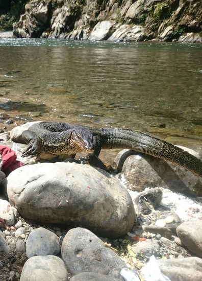 einem Waran der die Abkühlung im Fluß genauso genießt wie wir,
Ès egy varánusz aki szintén élvezte a hűs folyóvízet