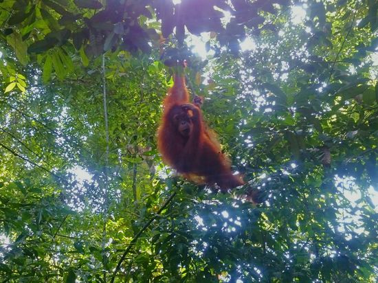 Affen ohne Haare?!? sonderbar 
Szőrtelen majmok?!? Különös