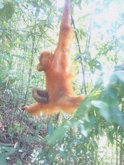 sportliches Affenkind 
Sportos majomfi