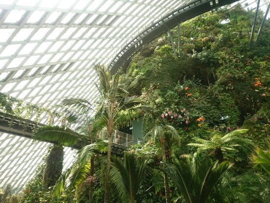 Der "Berg" im Cloud Forest
A hegy a ködös erdőben