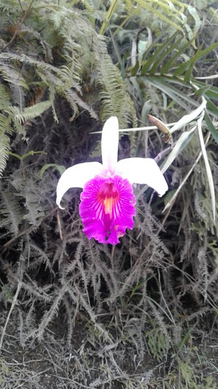 Überall wachsen wilde Orchideen...
Mindenütt vad orchideafélék ...