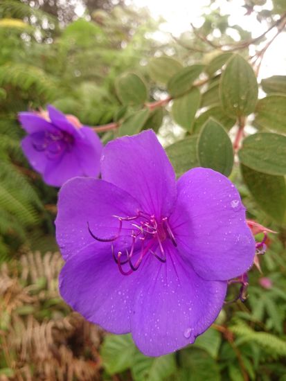 und wunderschön gefärbte Blumen wie diese...
és csodaszép színekben pompázó virágok illatoznak, mint ez itt....