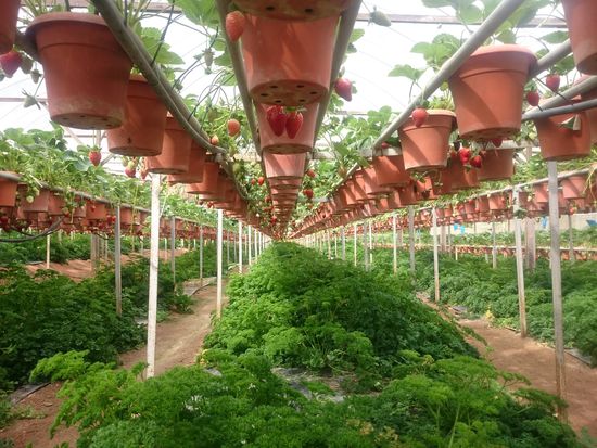 Nach unserem Umzug nach Brinchang haben wir die Big Red Strawberryfarm besucht. Die Farm bietet Erdbeeren zum Selberpflücken sowie leckere Kuchen und Getränke im Bistro an. Sie nutzen sowohl ihren Platz als auch ihr Wasser effektiv aus: das Wasser welches beim Gießen der Erdbeeren herunter tropft, wässert verschiedene Gemüse- und Kräuterarten.
Brinchangba költözésünk után a Big Red eperfarmra mentünk. Itt lehet epret szedni, vagy fincsi italokat és sütiket nyamnyogni a bisztróban. Nagyon hatékonyan használják a vízet és a rendelkezésre álló területet: az eper öntözésére használt víz aztán az alattuk található zöldségekre és fűszerekre csöpög.