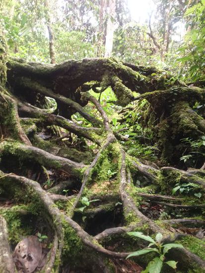 mit tollen Wurzel- und...
összekuszált gökerekkel...