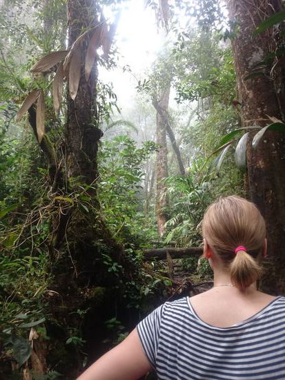 Ein sehr schöner Dschungel erwartet uns...
Egy nagyon szép dzsungel fogad minket..