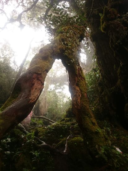 Baumformationen 
Faformációk