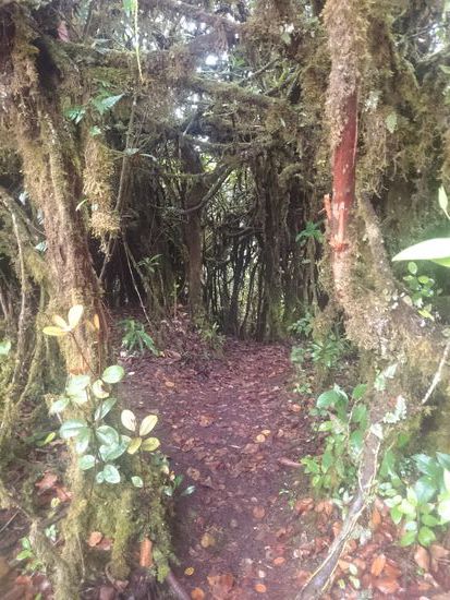 geheimnisvollen Durchgängen...
titokzatos ösvényekkel...