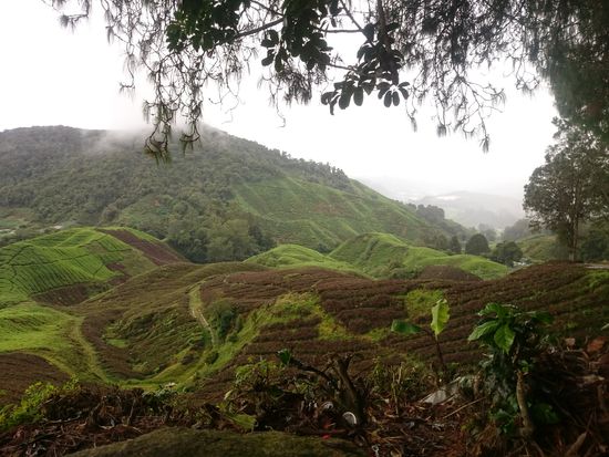 Tolle Aussicht auf Teeplantagen 
Remek kilátás a teaültetvényekre