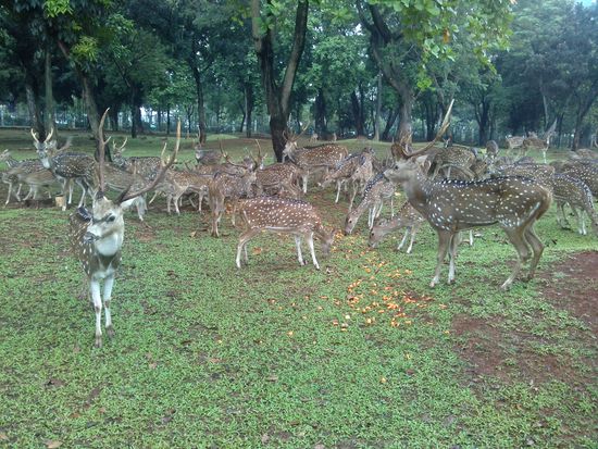 Hirsche aus Sri Lanka im Merdeka-Park - wurden extra für uns gefüttert 
Szarvancsok Sri Lankśból a Merdeka Parkban- a kedvünkért extra etetéssel