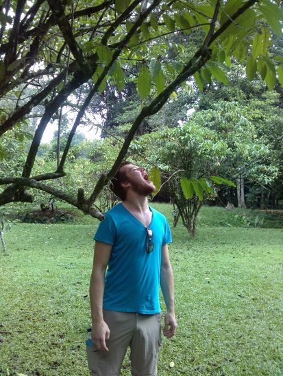 Orang Kopi - der Kaffeemensch  Kristóf probiert seinen geliebten Kaffee direkt vom Baum
Orang Kopi avagy a kávéember  Itt épp imádott kávémat próbálom direkt a fáról