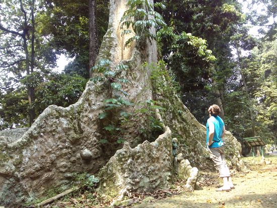Riesige Bäume gibt es genug zu bestauen...
Èppen elég hatalmas fát lehet megcsodálni...