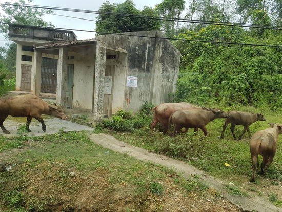Ochsen auf der Flucht vor unserem Fahrer