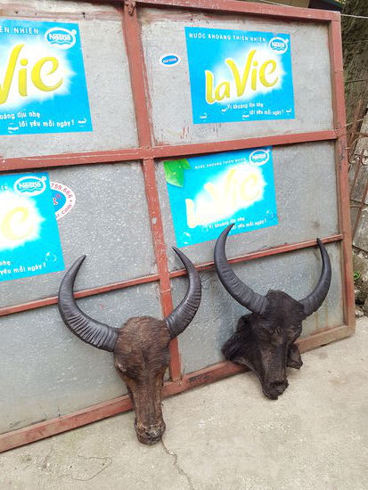 Und das wird aus den Ochsen, wenn sie nicht mehr zur Feldarbeit taugen... oder wenn unser Fahrer sie erwischt