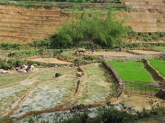 Feldarbeit mit dem Büffel