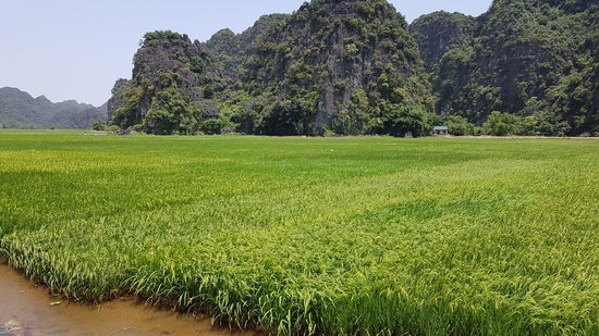 Karstfelsen zwischen den Reisfeldern
