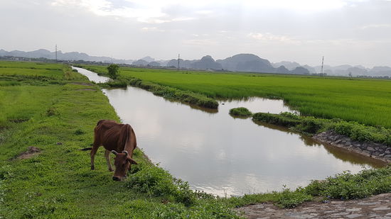 Reisfeld vorne, Karstfelsen am Horizont