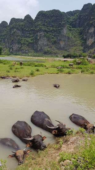 Ein Herz für stattliche Lebewesen, die gerne baden