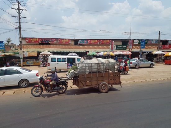 Viehtransport mal anders