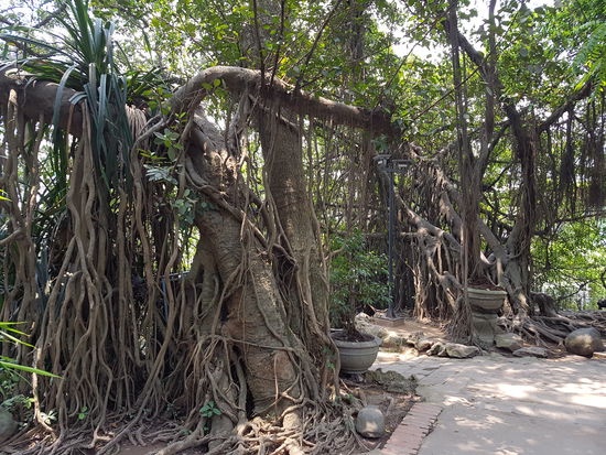 Wilde Natur auf der Tempelinsel