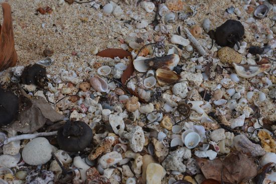 Wer findet den Einsiedlerkrebs?