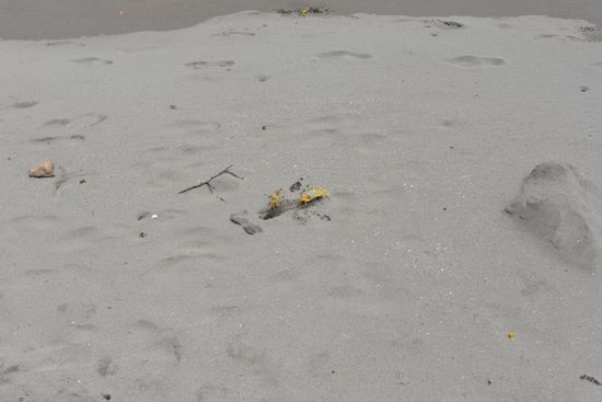 Hier, Krustentier gegen Krustentier