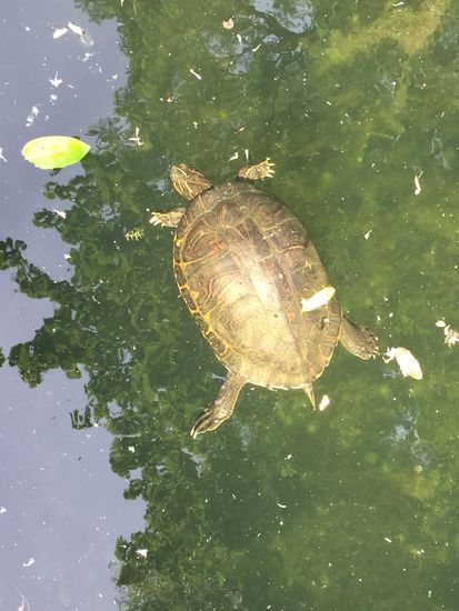 Wasserschildkröte im Hafenbecken
