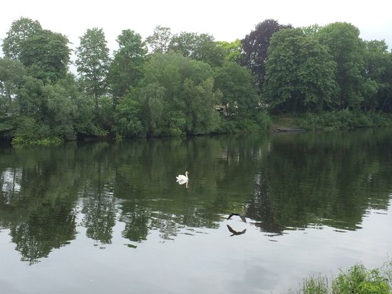 Schwan und Vogel auf der Rheinlache