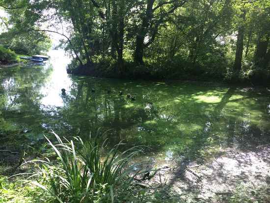 Hisst Wasserbalett, aber die Köpfe im Wasser sind auf dem Bild kaum zu erkennen