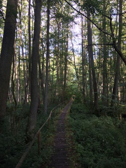 Holzsteg durch das Moor