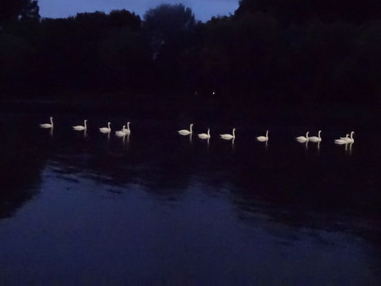 Schwanparade vor dem schlafengehen noch abgenommen