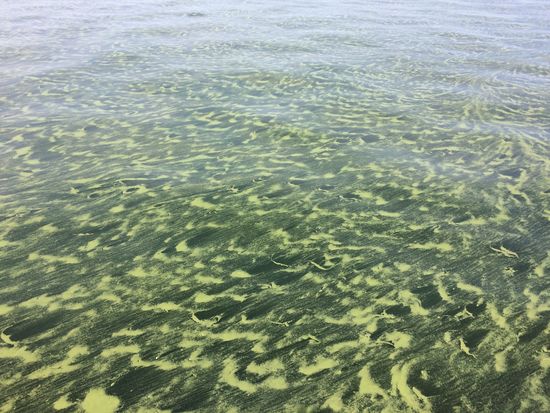 Auch auf der Ostsee schwimmt jede Menge Pollen rum