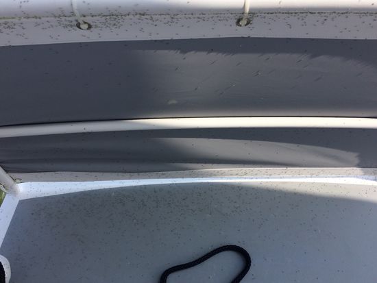 Tausende von grünen Minifliegen überfallen uns und das Schiff