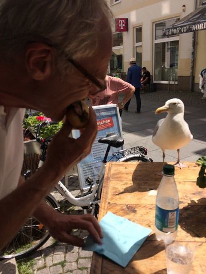 Riesige Möwe, die gerne das Fischbrötchen hätte