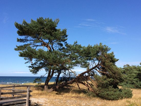 Windflüchter am Meer