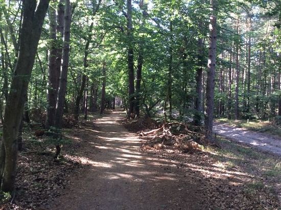 Im Darsswald: ein unwirklicher, urwüchsiger, auch gespenstischer Wald aus knorrigen Buchen und bizarr geformten Kiefern, an den Seiten Blaubeerbüsche, Wacholdersträucher und riesengrosse Ameisenhaufen. (Aus: Gebrauchsanweisung für Meck-Pomm und die Ostseebäder)