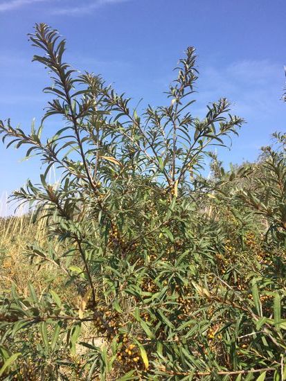 Schlehenbüsche am Wegesrand