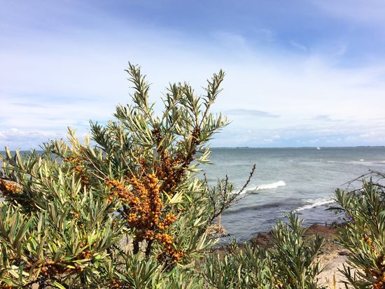 Nordküste mit Sanddorn!
