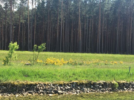 Diesmal früh im Jahr unterwegs - der Ginster blüht!