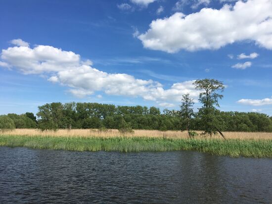 Das frische Schilf wächst!!