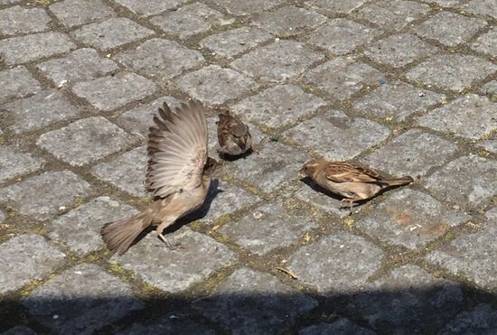 Spatzen streiten sich um Krümel