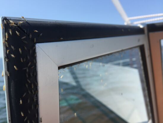 Unterwegs wieder diese kleinen Fliegen, diesmal aber nicht so viele, dass es arg gestört hat