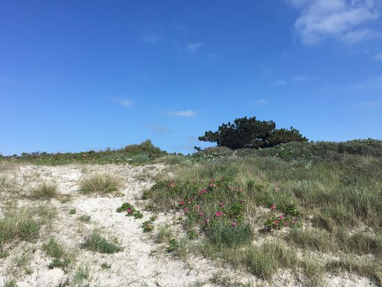 Sanddüne am Strand