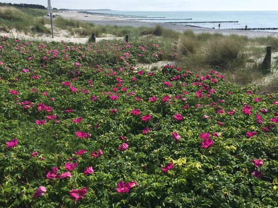 Blumen und Meer